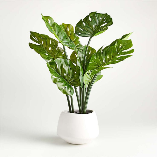 A Monstera potted in a simple white ceramic pot