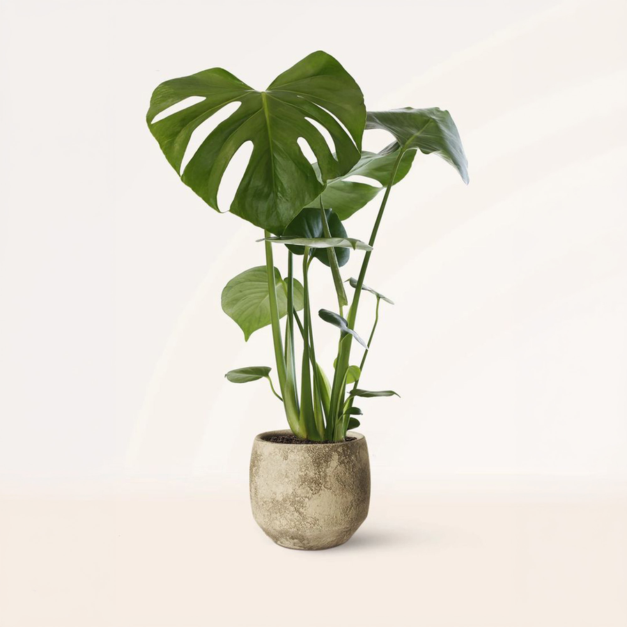 A tall Monstera deliciosa in a textured stone pot
