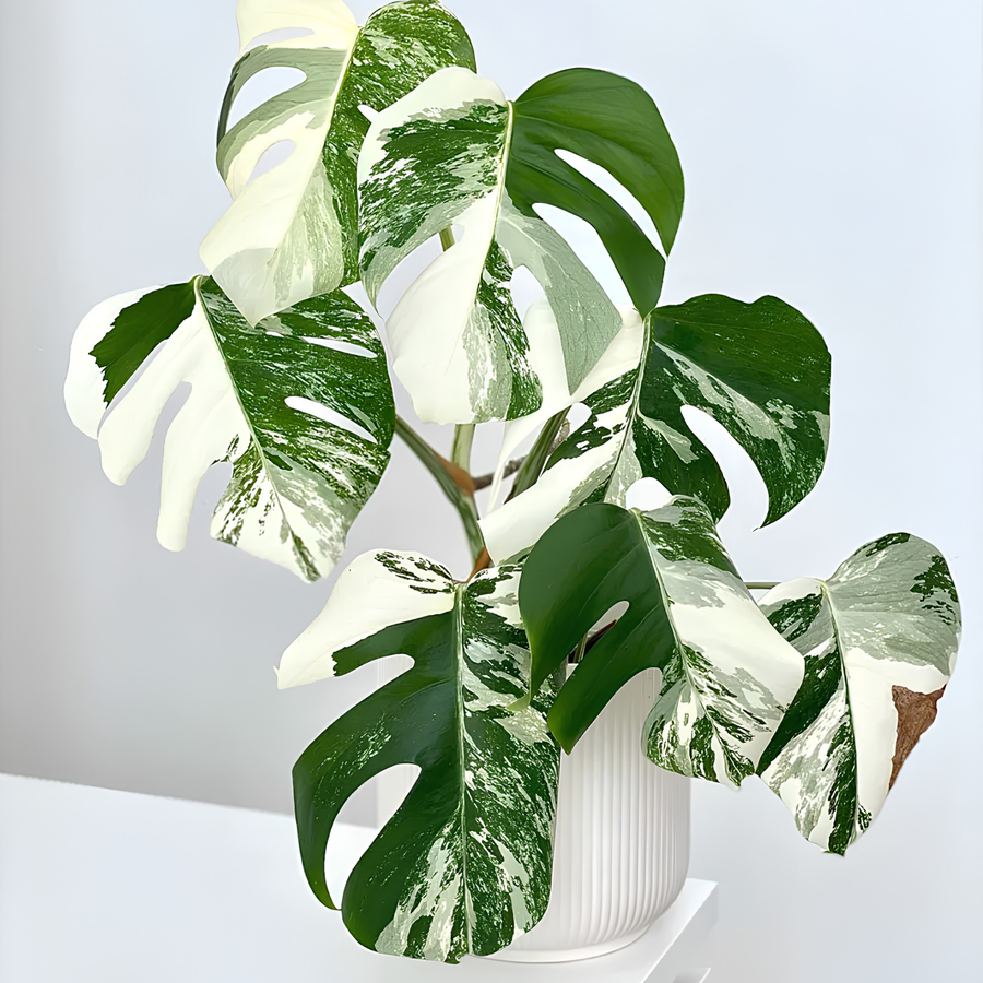 A variegated Monstera with white and green leaves