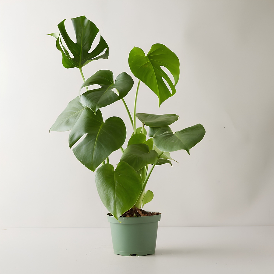 A Monstera in a plain nursery pot with soil visible at the base