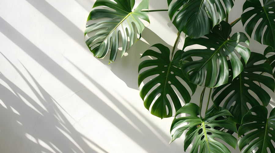 Leaves against a bright wall