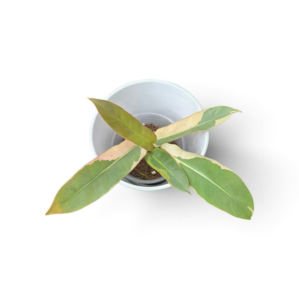 Philodendron Atabapoense pink var Copy