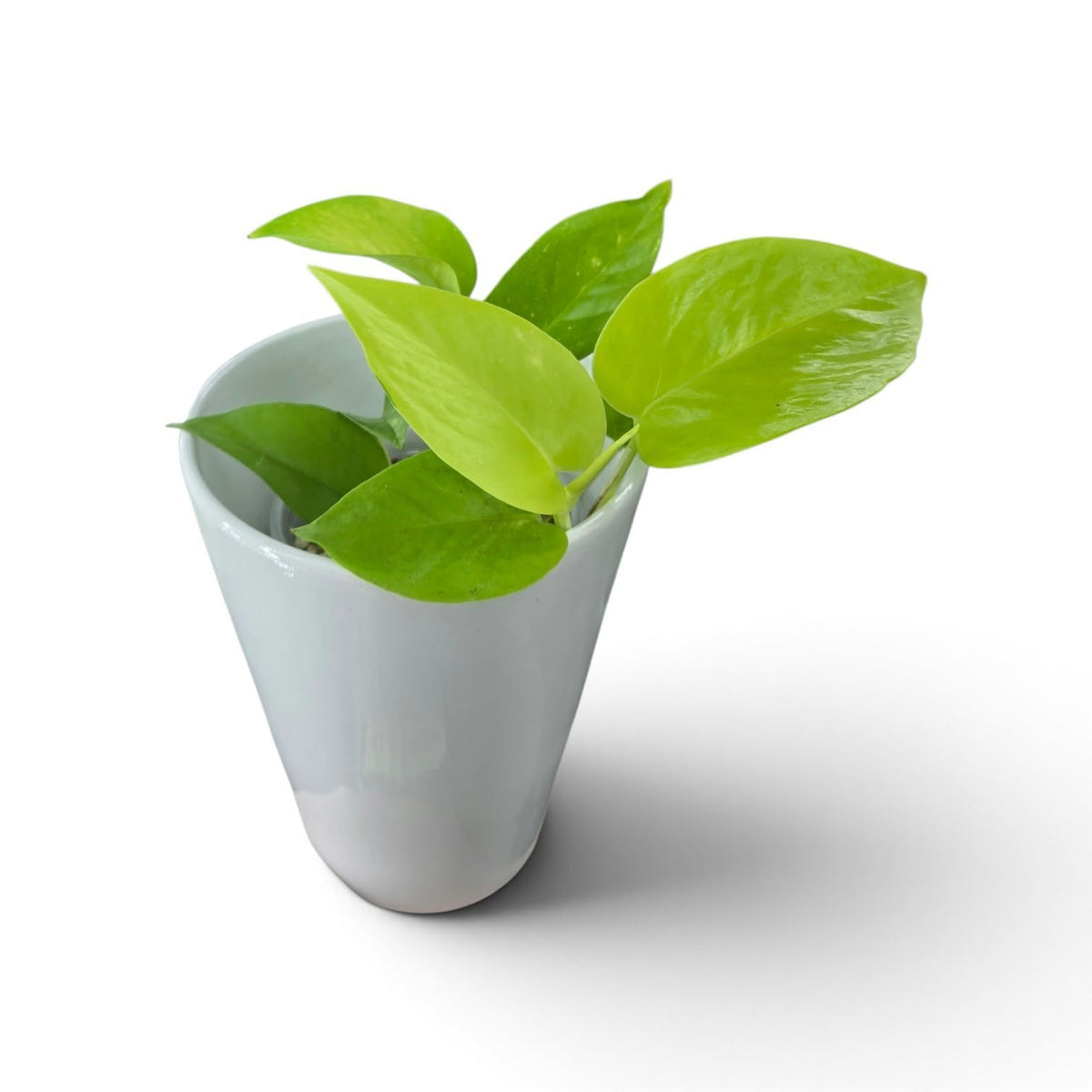 Epipremnum aureum lemon lime