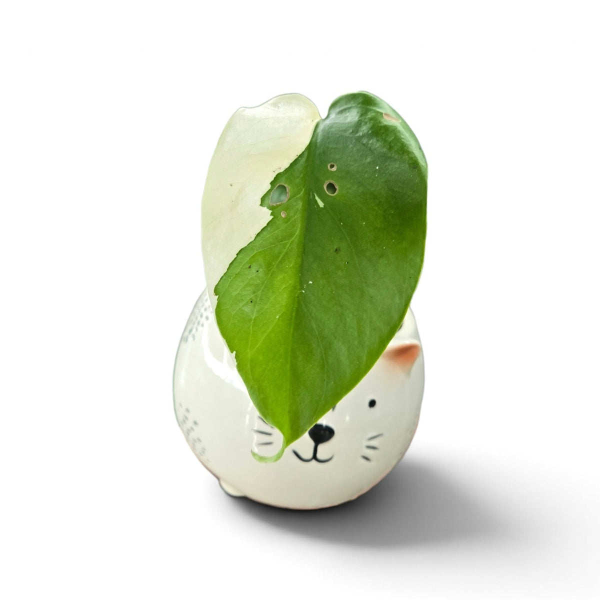 Monstera Borsigiana Albo