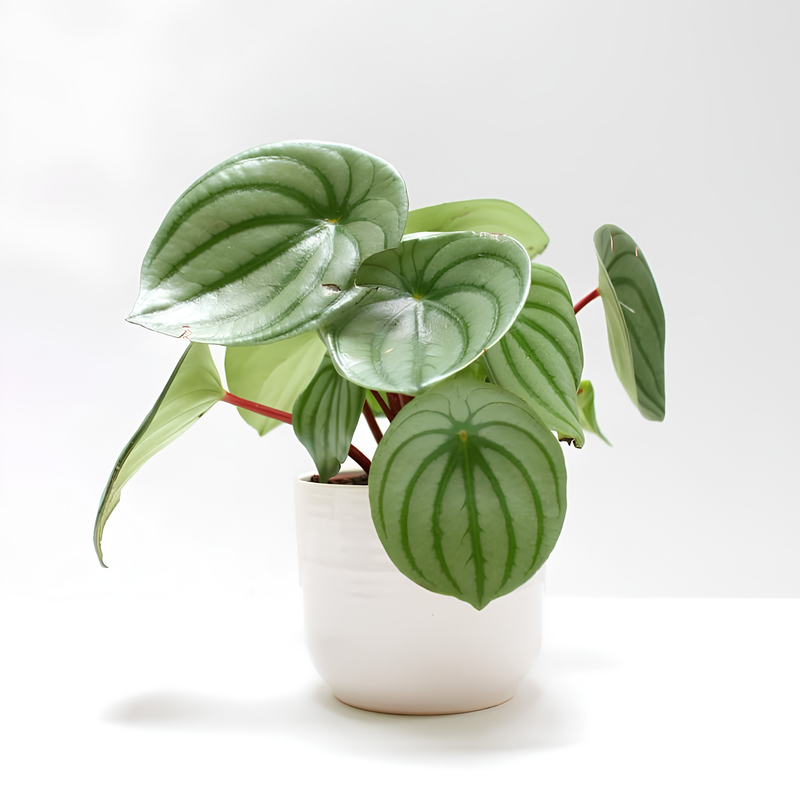 TEST Monstera 10