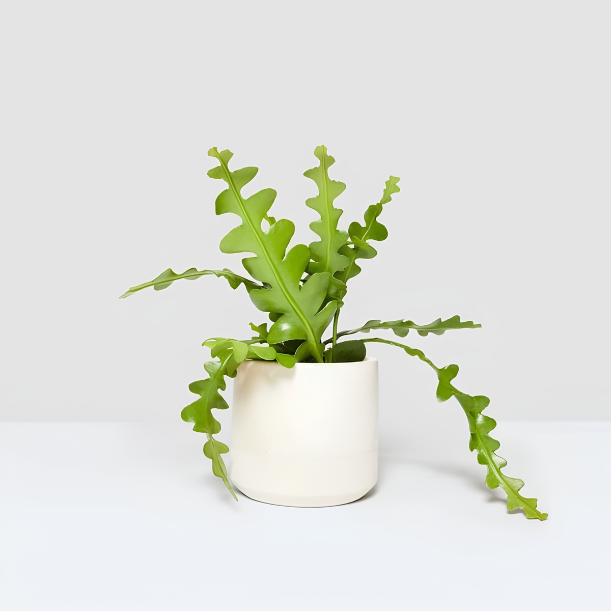TEST Monstera 11