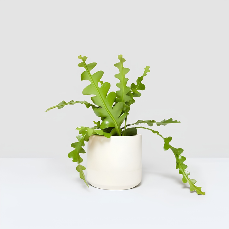 TEST Monstera 11