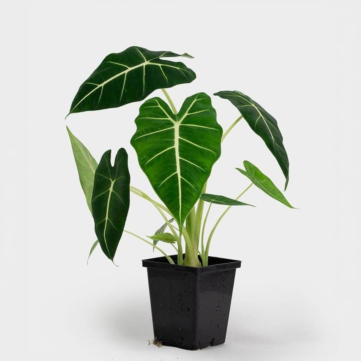 TEST Monstera 12