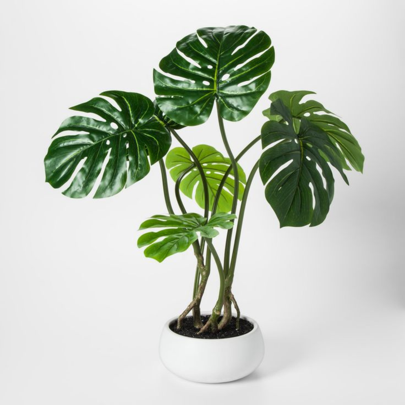 TEST Monstera 13