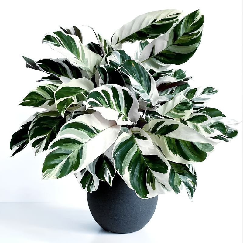 TEST Monstera 14