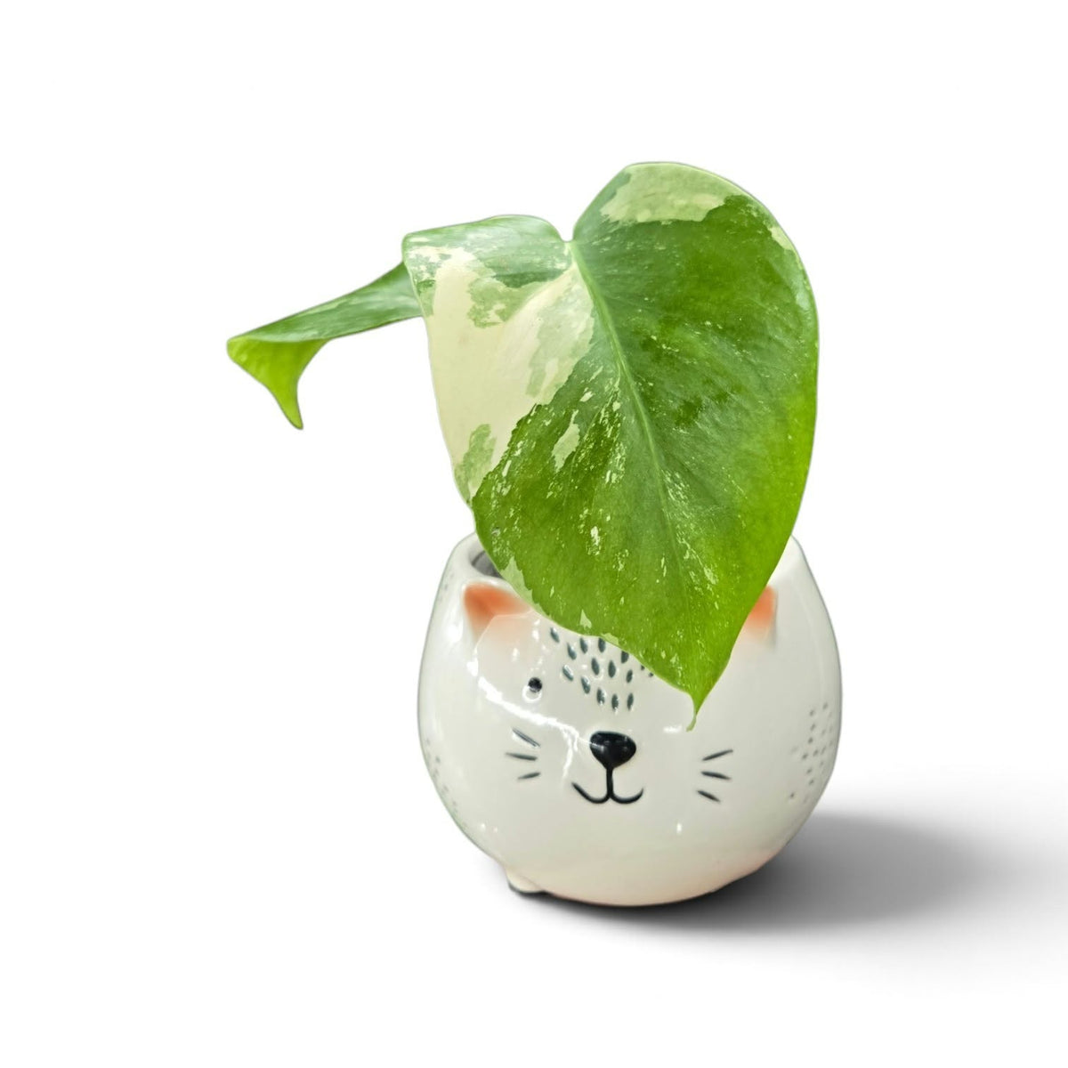 Monstera Borsigiana Albo
