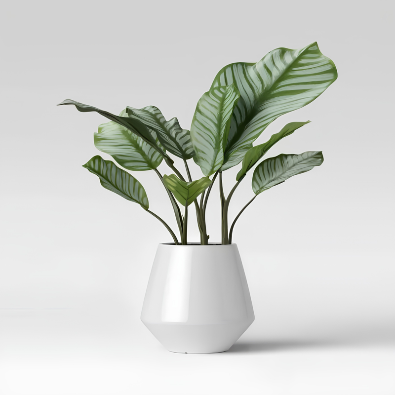 TEST Monstera 15
