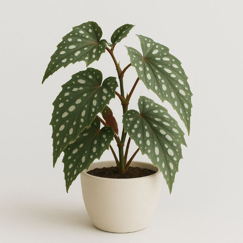 Plantes