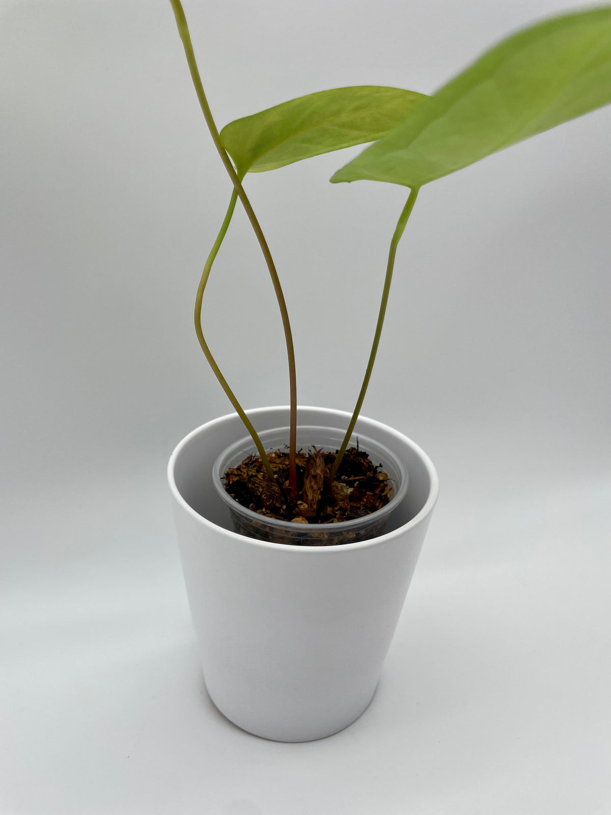 Anthurium Hybrid Naturelle