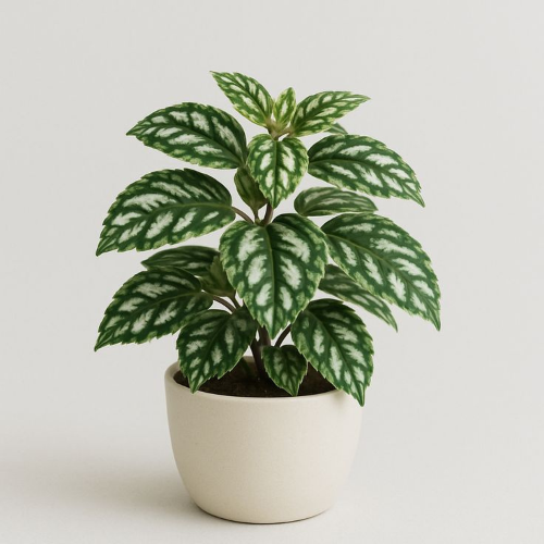 Monstera Deliciosa Albo Variegata — Spécimen XL