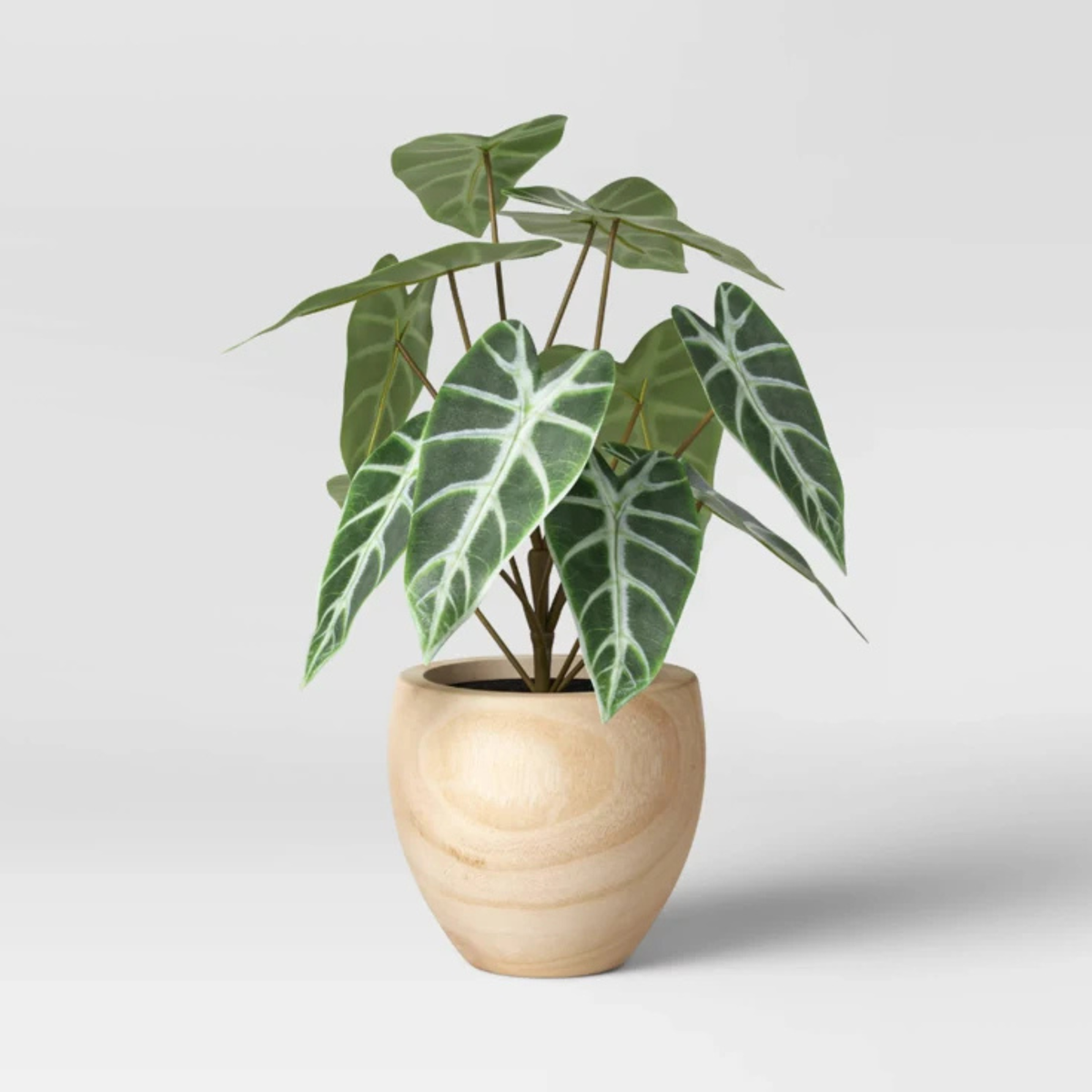TEST Monstera 4