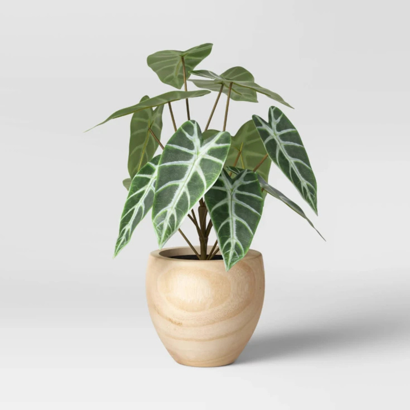 TEST Monstera 4