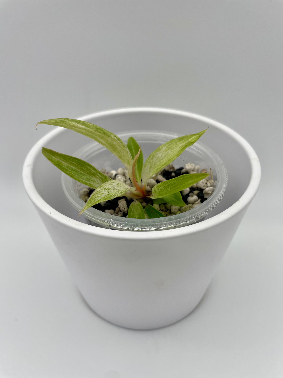 Philodendron Strawberry Caramel Var. TC 03