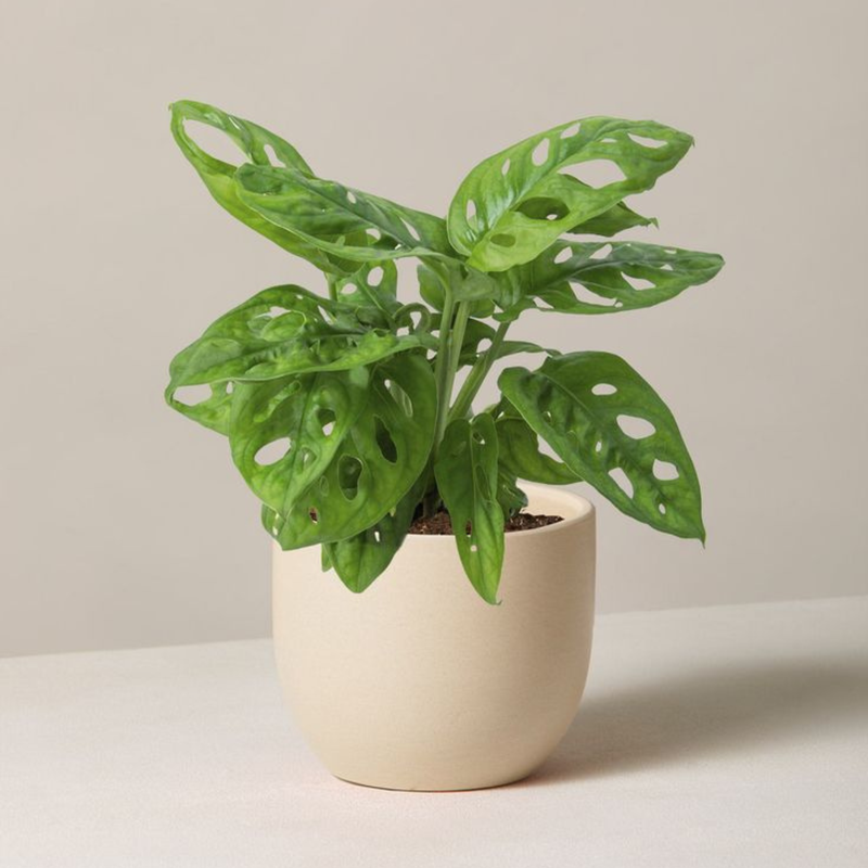 TEST Monstera 6