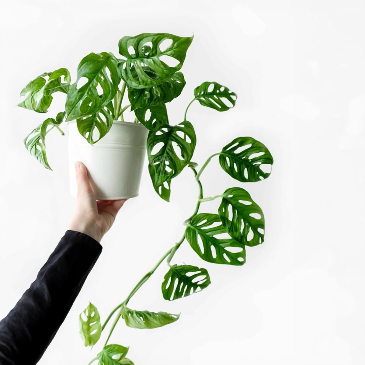TEST Monstera 7