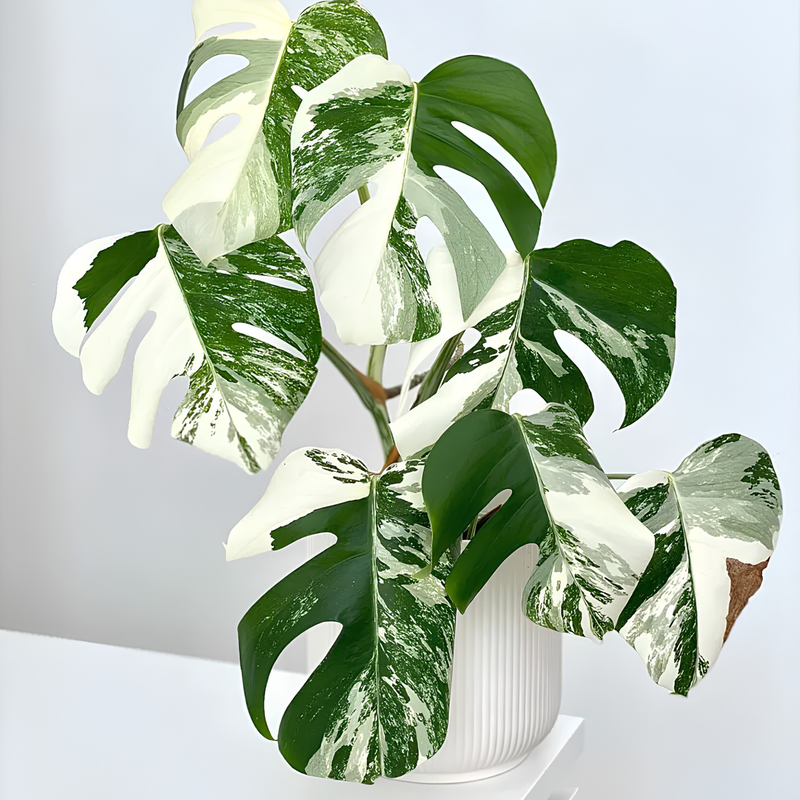 TEST Monstera 8