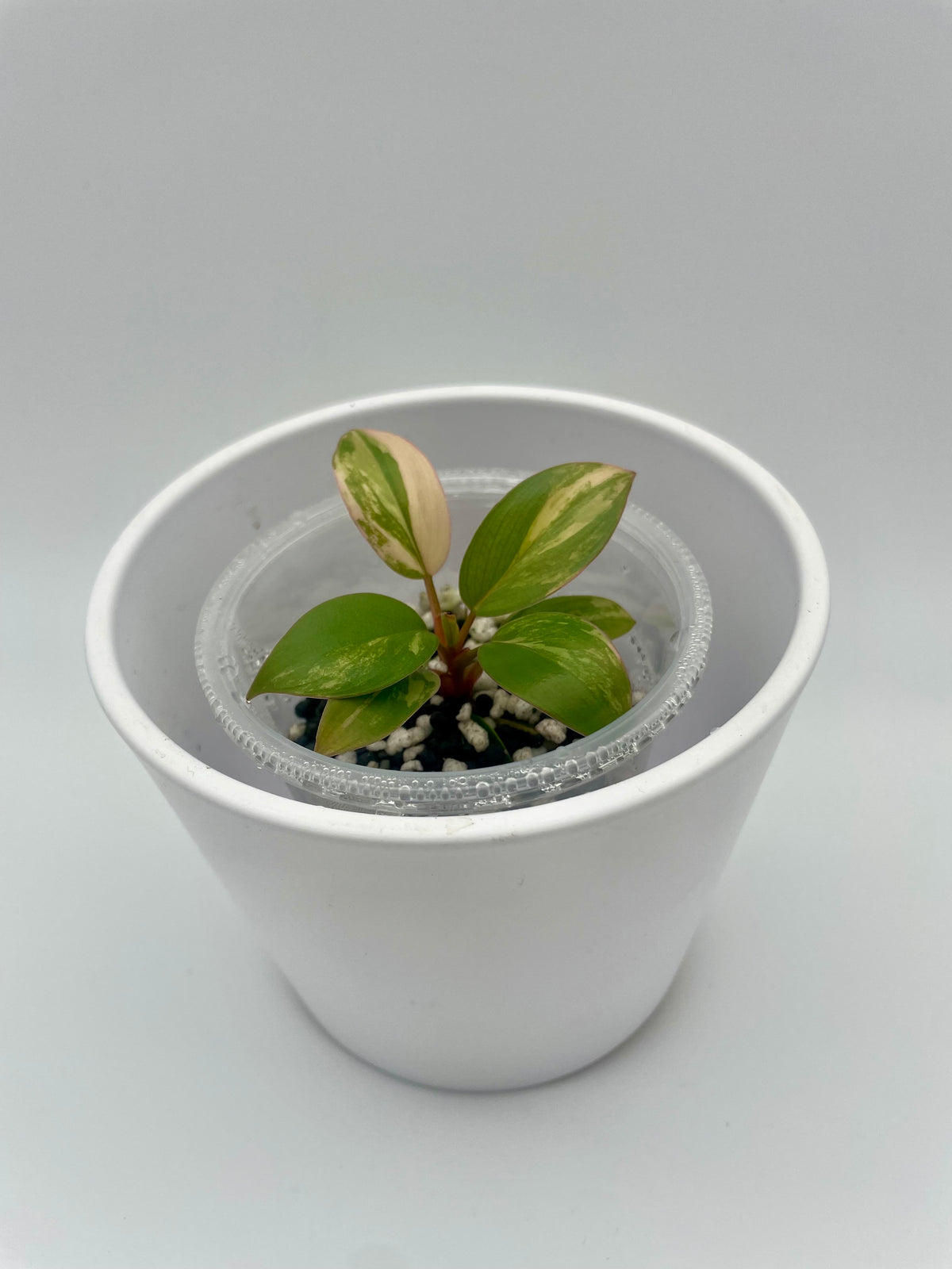 Philodendron Red Congo TC
