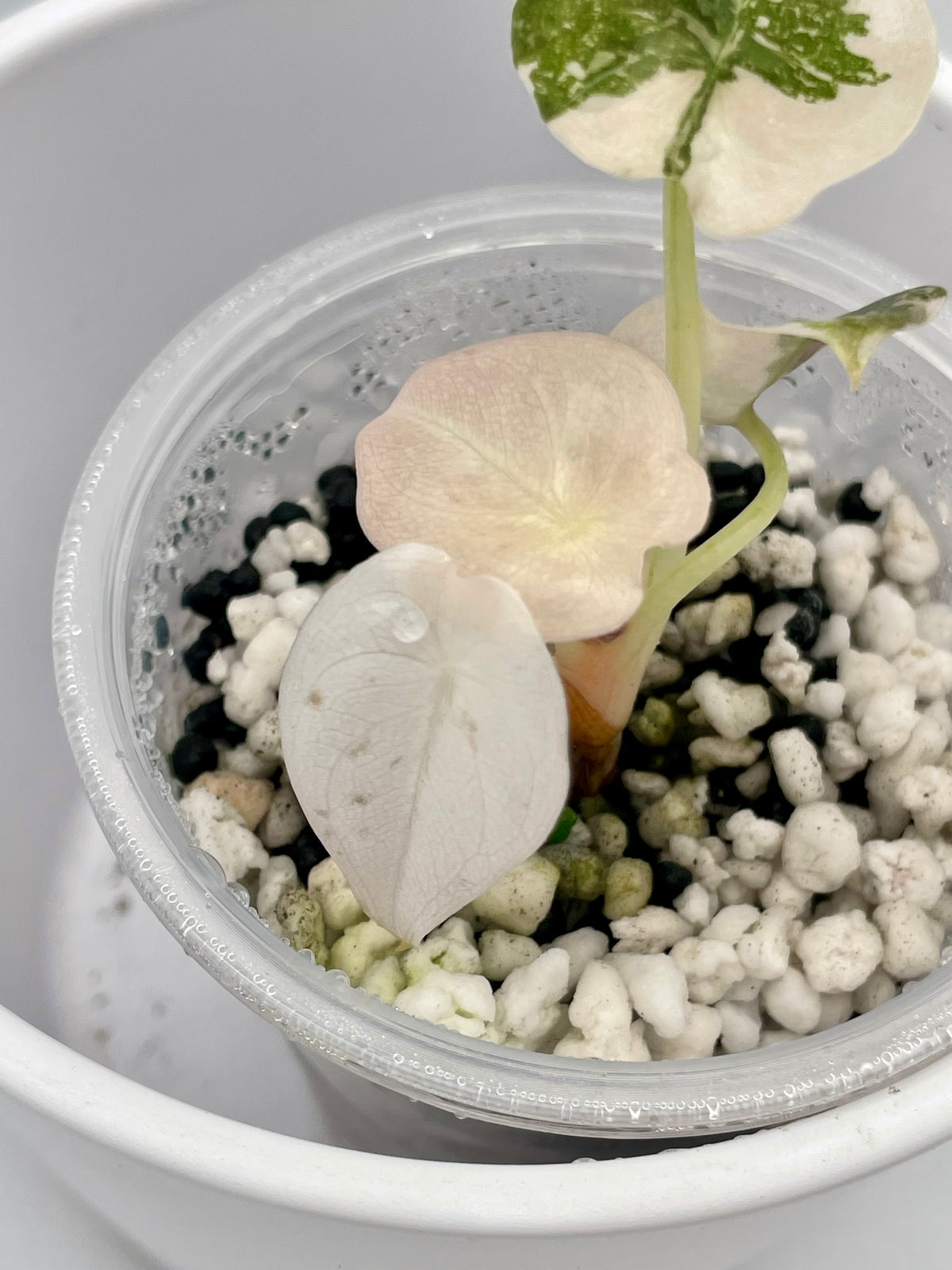 Alocasia Cuprea Pink Var. TC 01