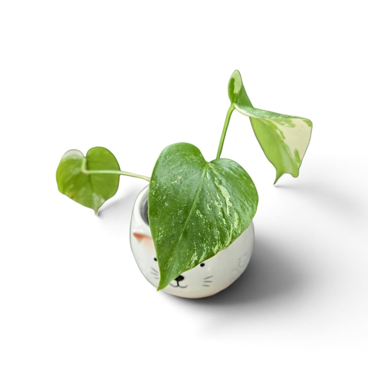 Monstera Borsigiana Albo