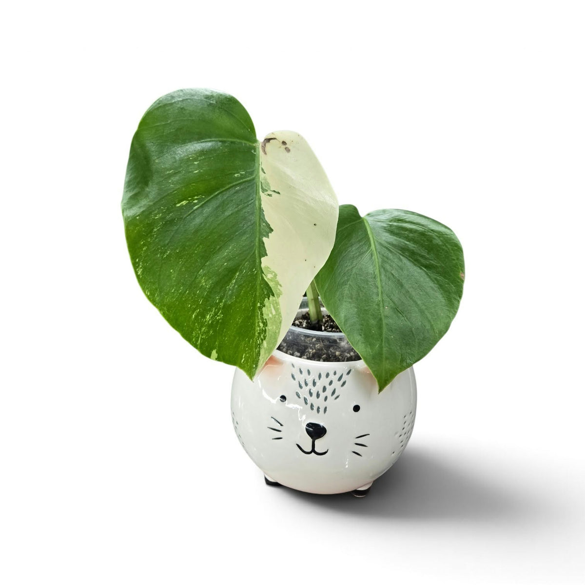 Monstera Borsigiana Albo