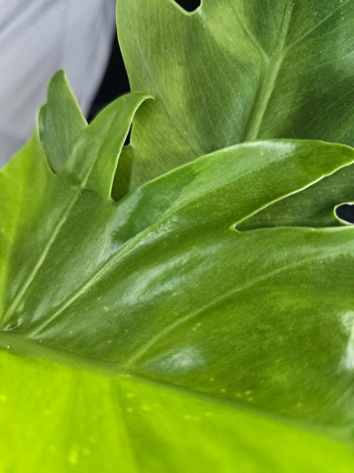 Philodendron radiatum var