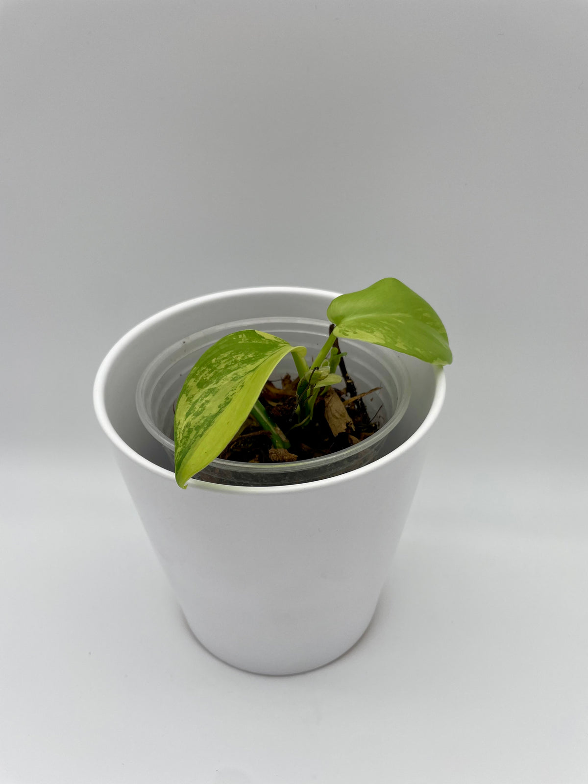 Philodendron Violin Var.