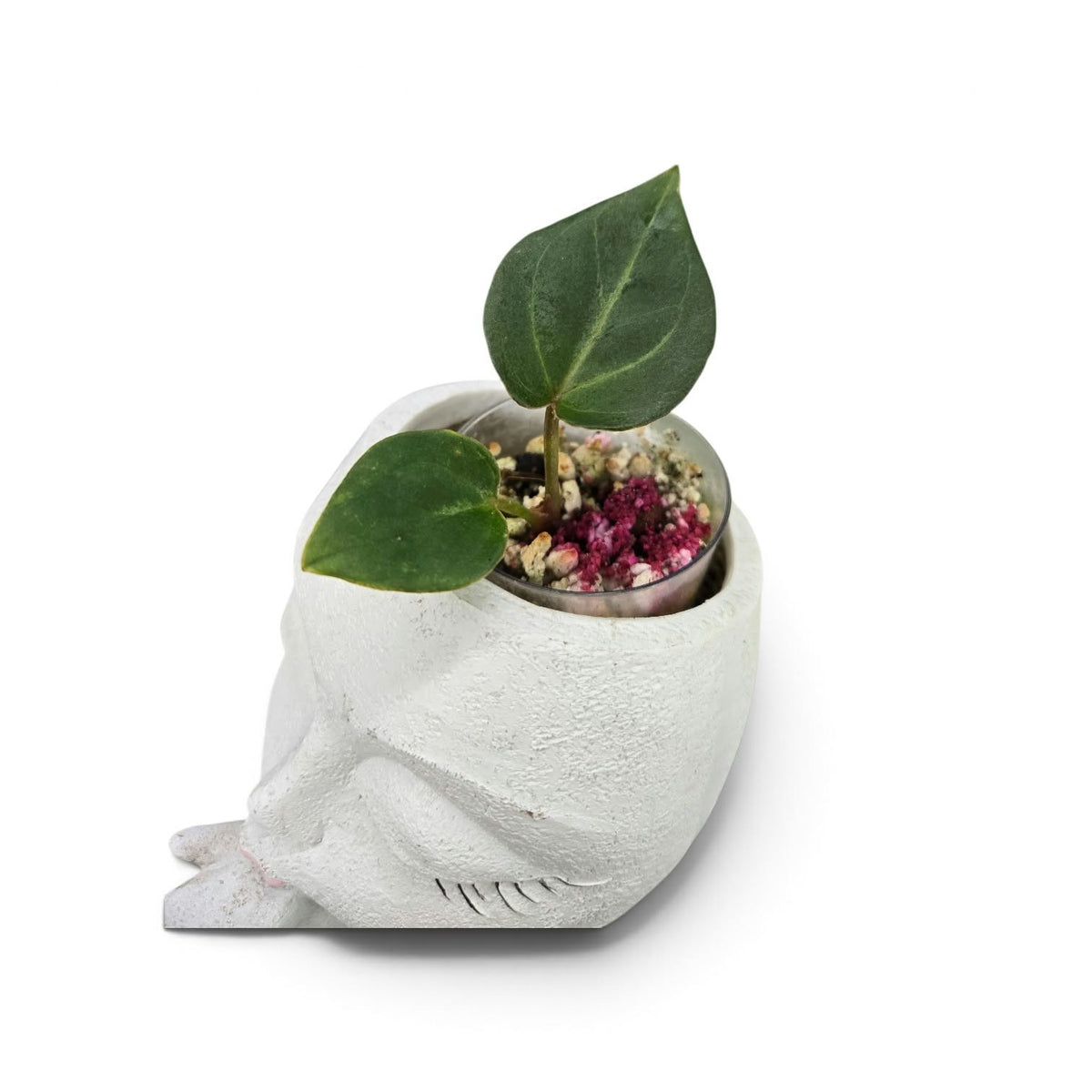 Anthurium King Of Spade