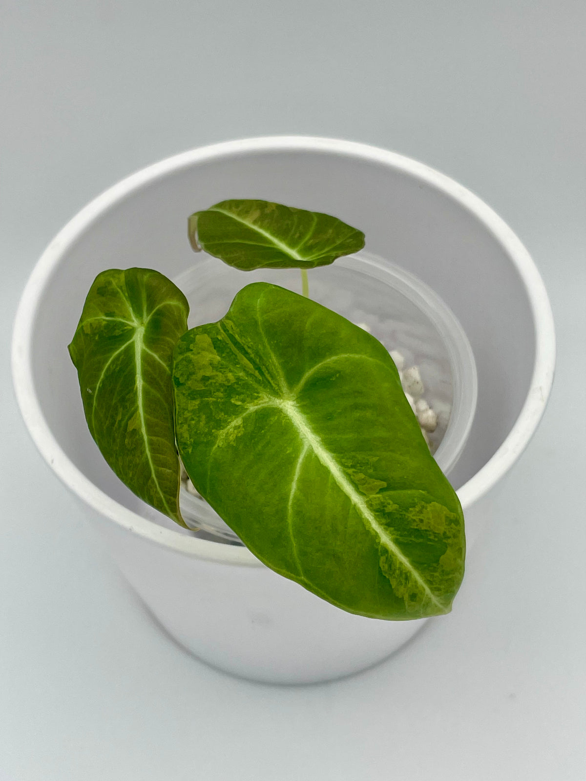 Alocasia Black Velvet Gold Var. TC 02