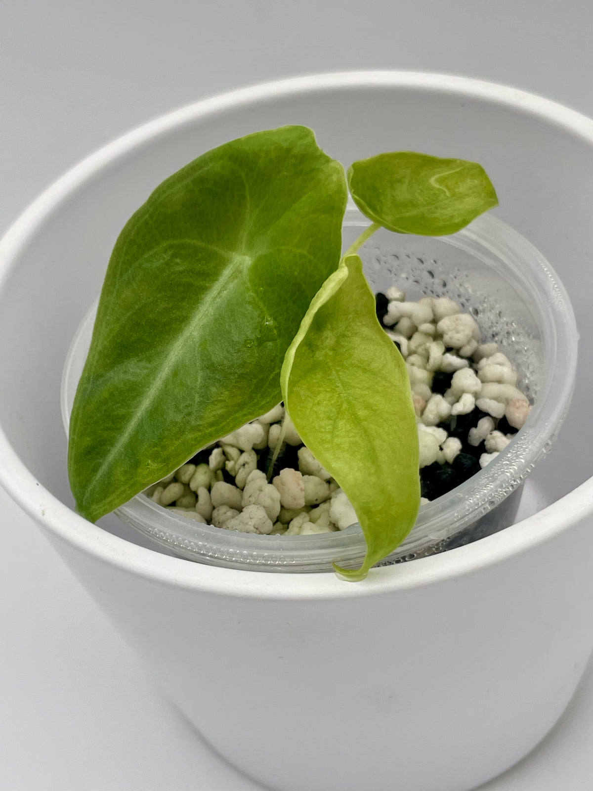 Alocasia Longiloba Purple TC