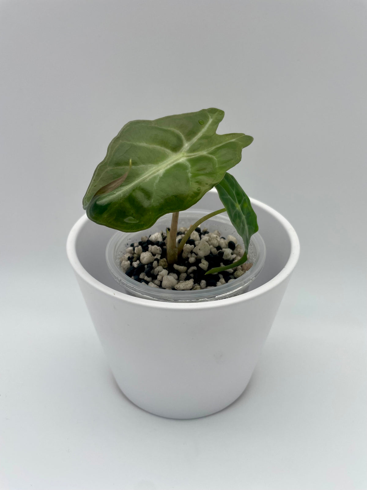 Alocasia Venom TC 04