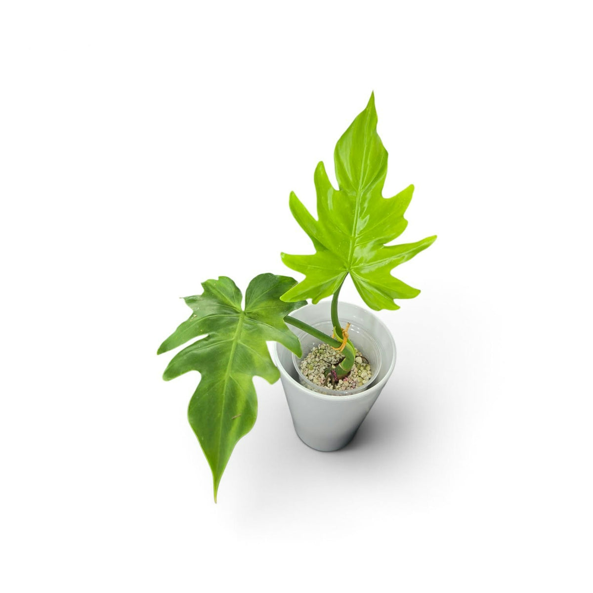 Philodendron radiatum var