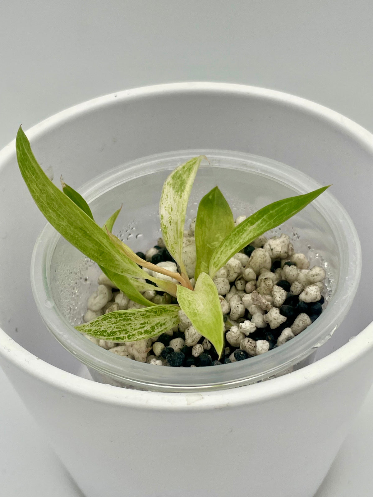 Philodendron Strawberry Caramel Var. TC