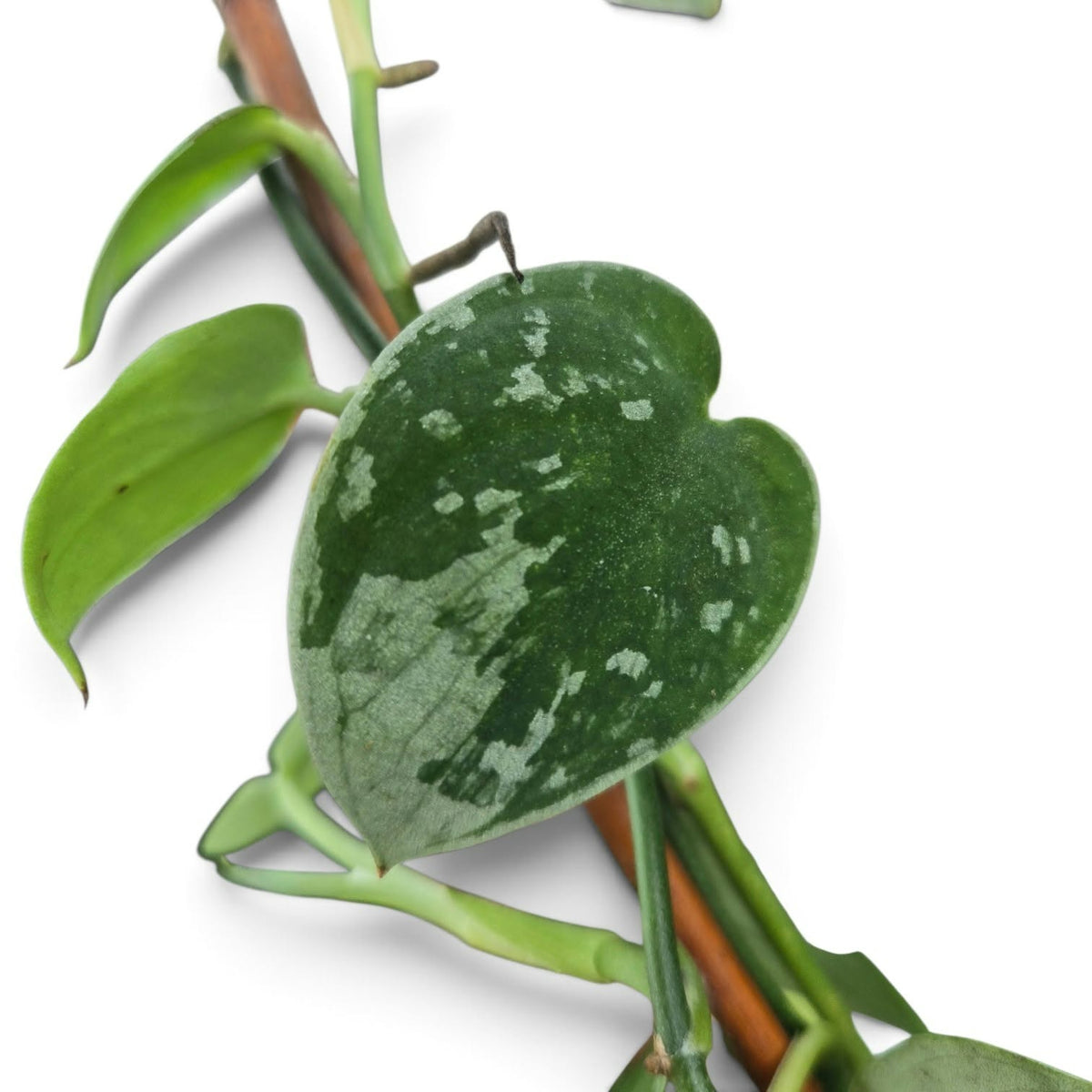 Scindapsus Pictus Silvery-ann