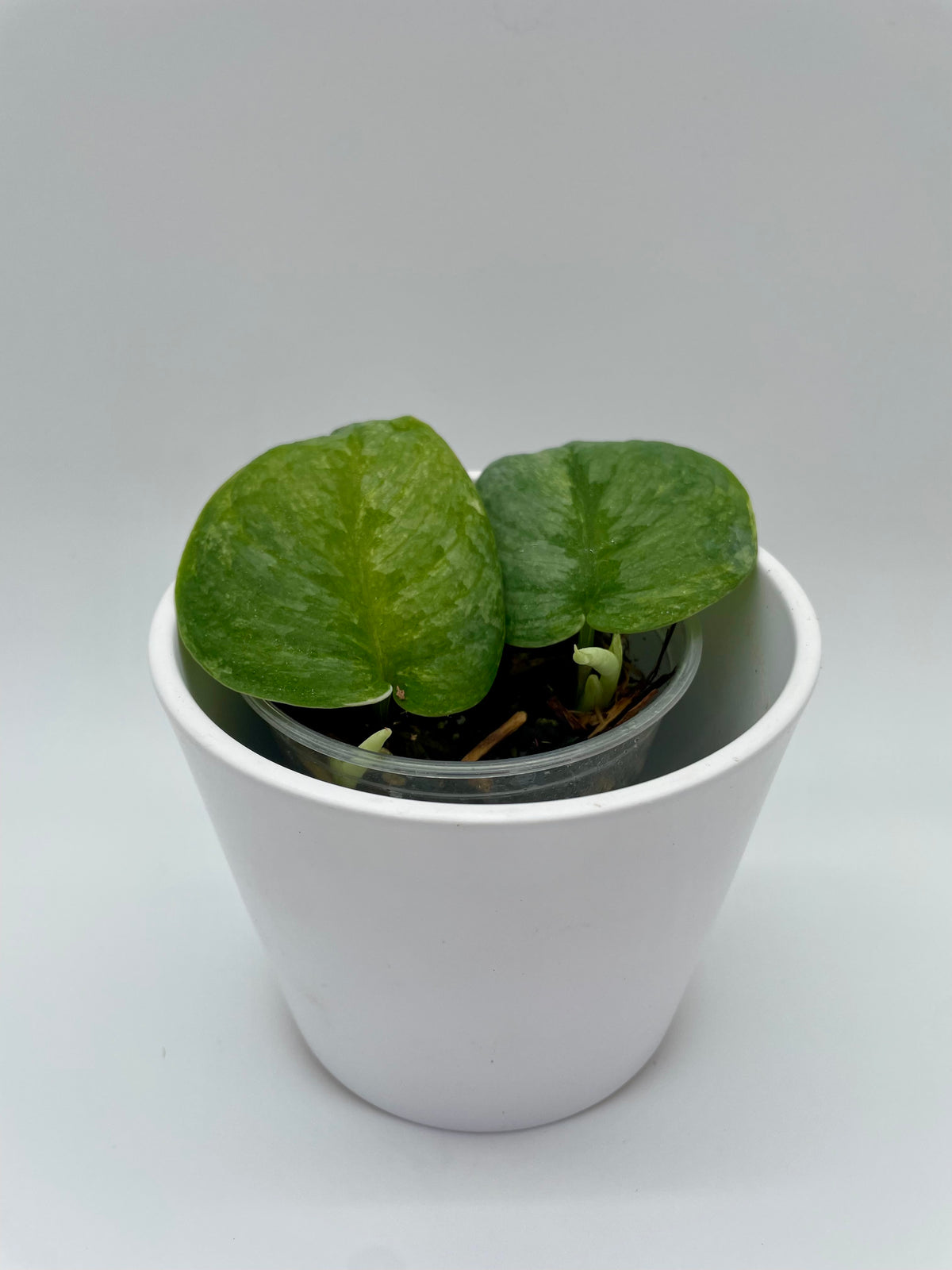 Scindapsus Silver Splash