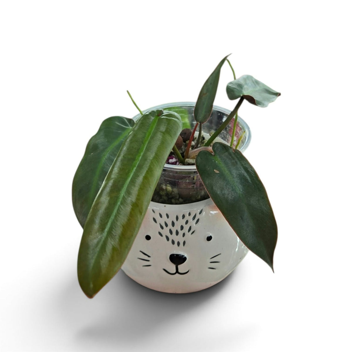 Philodendron Atabapoense