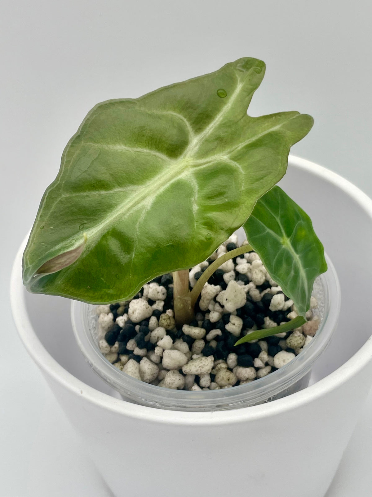 Alocasia Venom TC 04