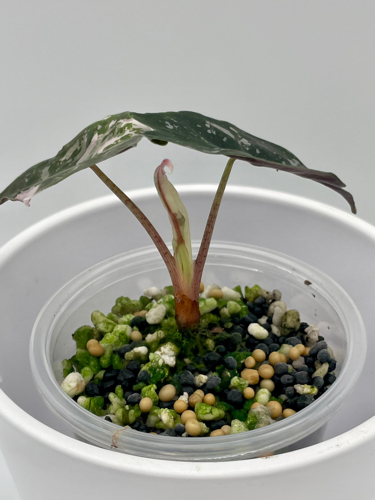 Alocasia Chantrieri Pink Var.