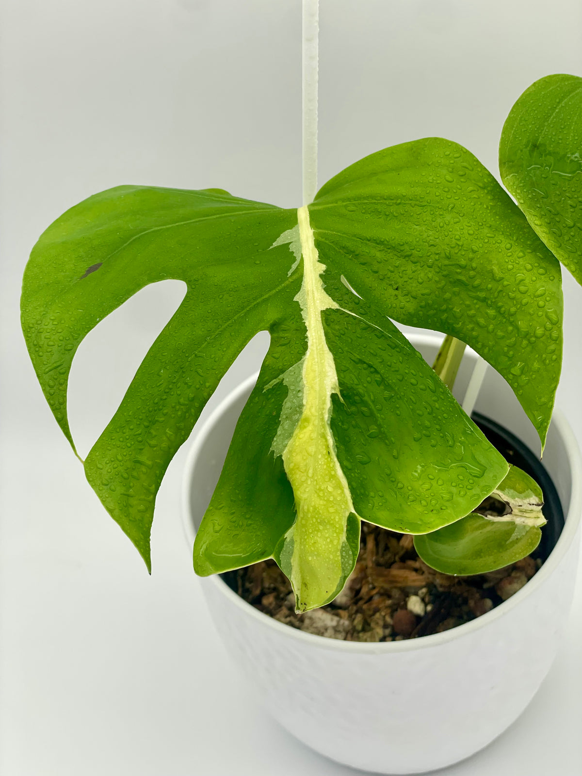 Monstera White Lava
