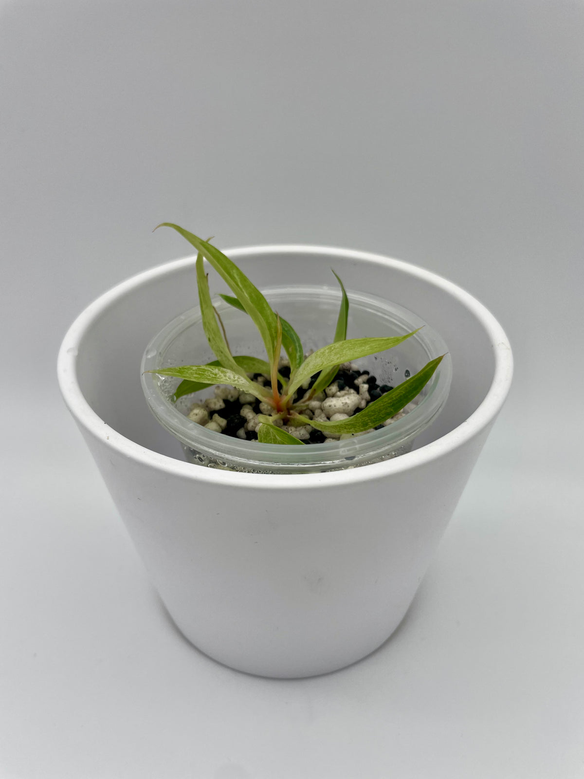 Philodendron Strawberry Caramel Var. TC 02
