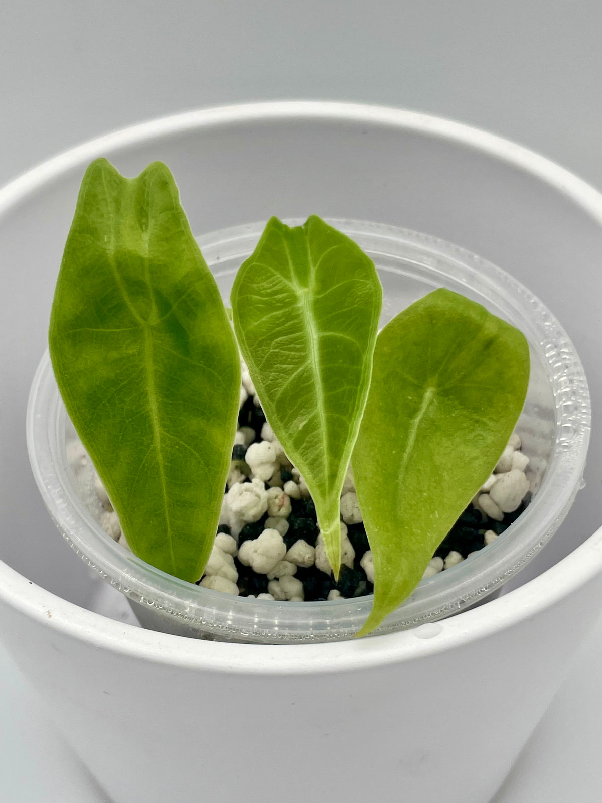 Alocasia Longiloba Purple TC 02