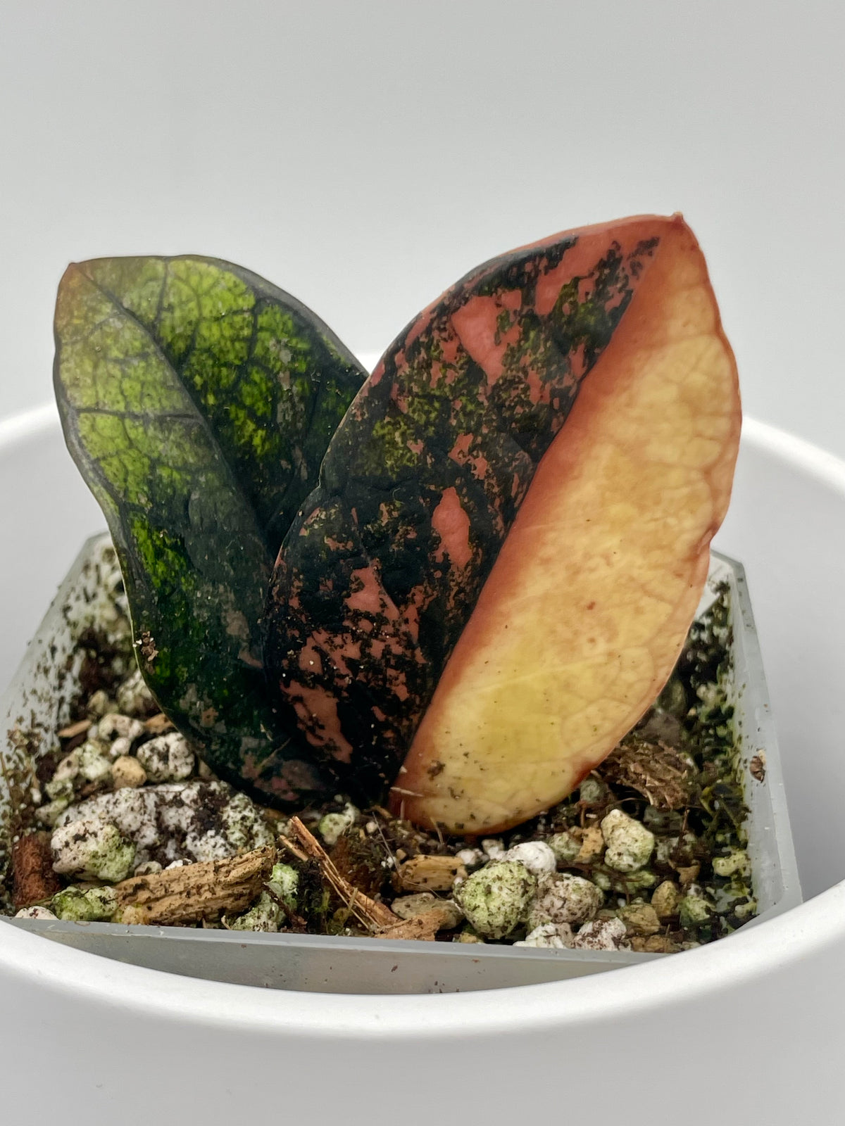 ZZ Black Raven Orange Var.