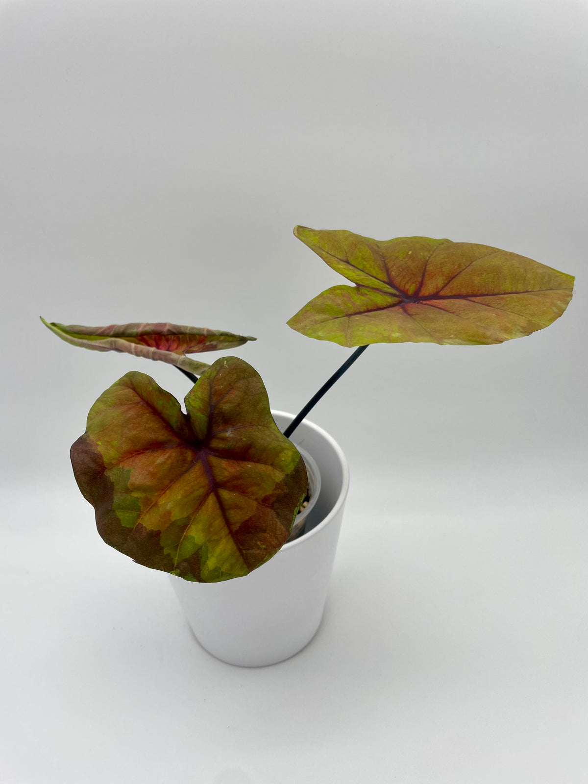 Caladium Sunset