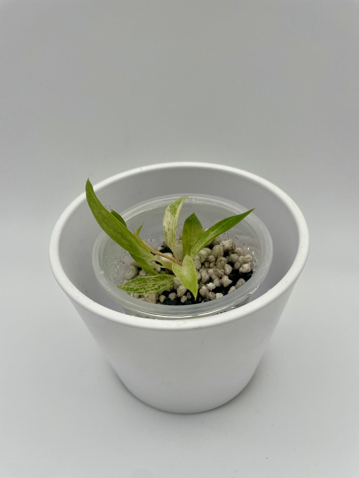 Philodendron Strawberry Caramel Var. TC