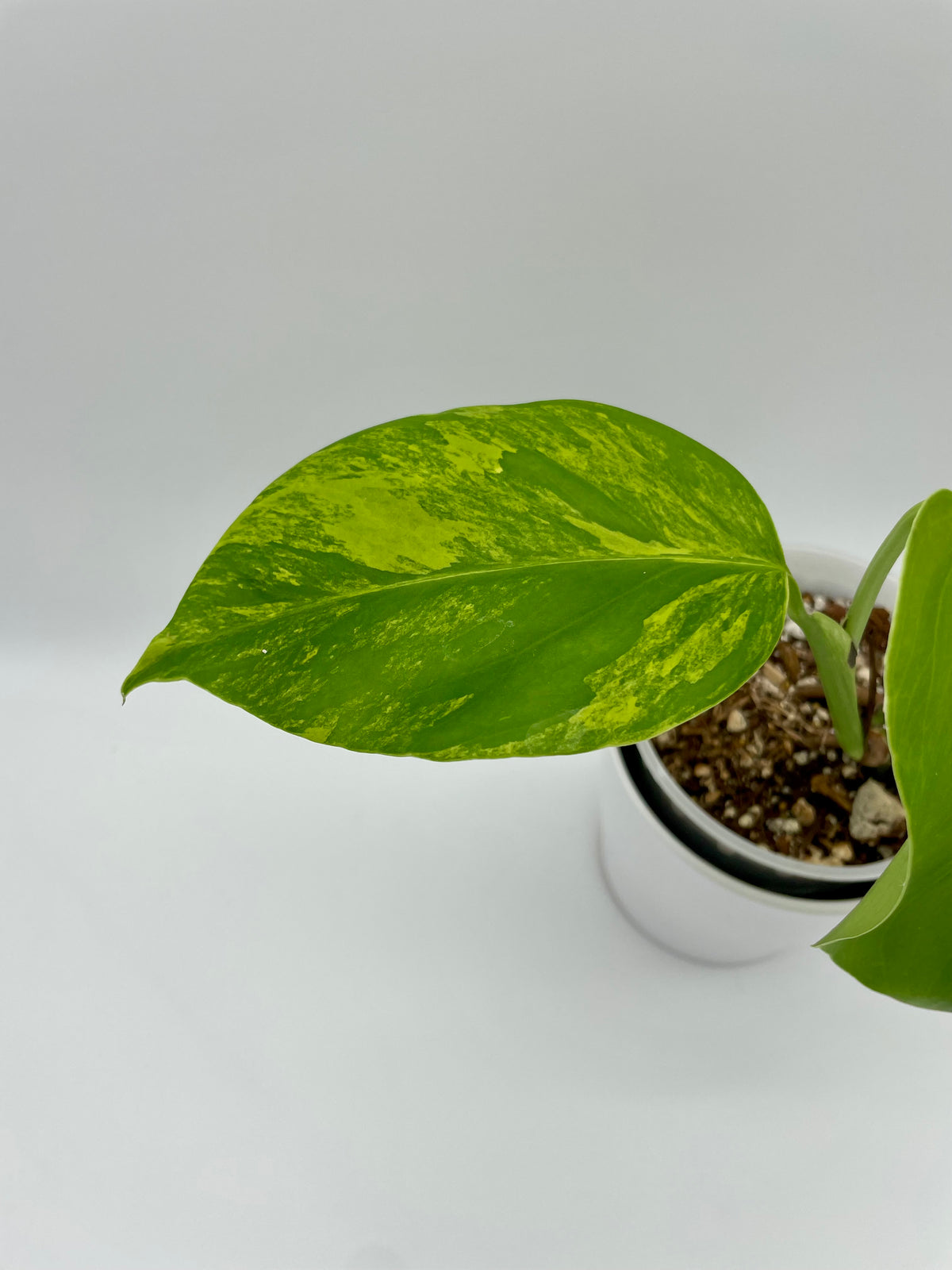 Monstera Aurea Var. 01