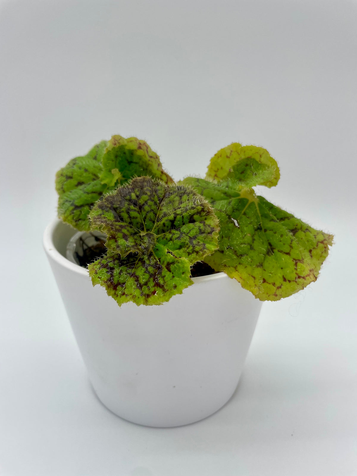 Begonia Rex Lime Fever